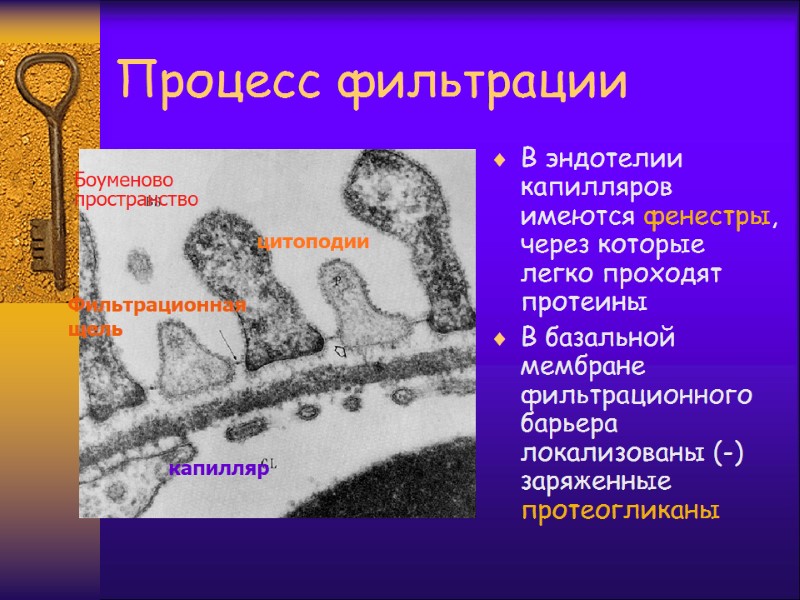 Процесс фильтрации В эндотелии капилляров имеются фенестры, через которые легко проходят протеины В базальной